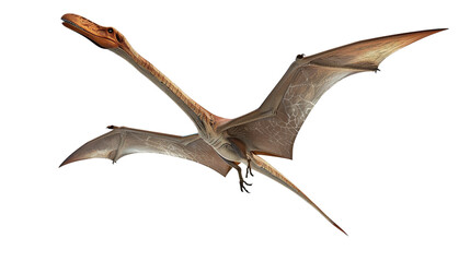 Fototapeta premium pterodactyls isolated on white background
