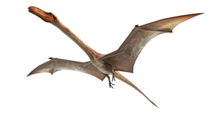 pterodactyls isolated on white background