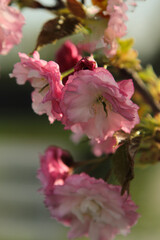 cherry blossoms in the evening sun