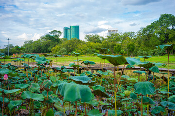 City public park meadow green grass with city building sky cloud