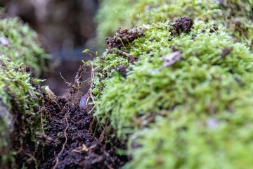 moss on the rock
