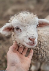 Obraz premium Closeup of hand gently petting lamb in natural light, outdoor rural setting, soft focus, concept of animal care and connection with nature, for farm animal welfare themes, countryside lifestyle, or pe