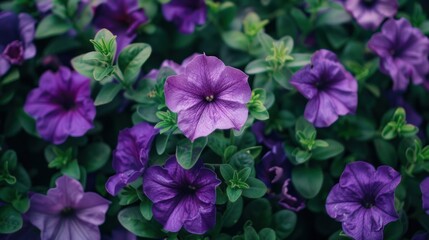 Purple mexican petunia beautiful blooming flower green leaf background. High quality photo