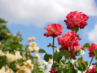 Varietal elite roses bloom in Rosengarten Volksgarten in Vienna. Red and yellow hybrid tea rose flowers