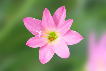 Obraz premium Top view of Beautiful Pink Fairy Lilies. Beautiful blooming pink Fairy Lily. pink zephyr lily, and pink magic lily are the common names of several species of flowering plants.