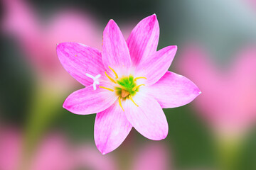 Top view of Beautiful Pink Fairy Lilies. Beautiful blooming pink Fairy Lily. pink zephyr lily, and pink magic lily are the common names of several species of flowering plants.