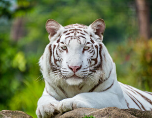 Albino Tiger weiß 
