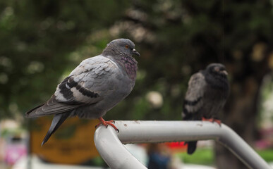 Pigeon perched on the iron in the park. blurred green background