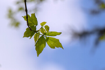 Close Up Branches Of A Acer Negundo Tree At Amsterdam The Netherlands 4-4-2024