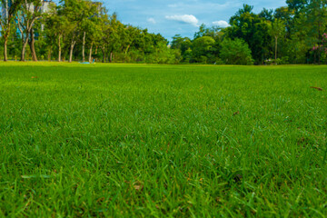 Obraz premium Green meadow grass tree park blue sky with cloud
