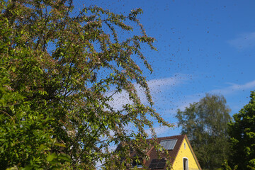Swarming honey bees in town - way of reproduction, a single colony splits into two and one swarm leaving the old beehive, Breisach, Germany