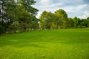 Green meadow grass tree park blue sky with cloud