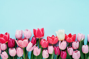 Colorful tulips arranged in a row on a soft pastel blue background. Greeting card with copy space