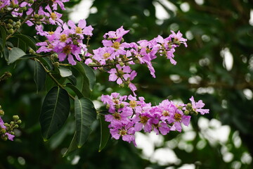 Close-up of Lagerstroemia speciosa flower blooming