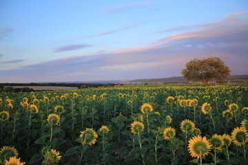 field of flowers