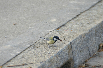 Great tit (Parus major) sitting on stone path with insect in beak in Zurich, Switzerland