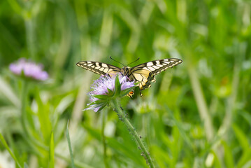 Old World Swallowtail or common yellow swallowtail (Papilio machaon) sitting on a small scabious in...