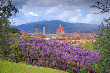 Springtime wiew of Florence: Cathedral of Santa Maria del Fiore as seen from Bardini Garden with typical wisteria in bloom.