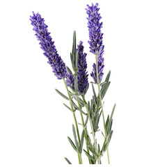 Naklejka premium Lavender herbal medicine isolated on transparent background