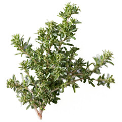 Obraz premium Thyme isolated on transparent background