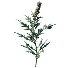 Fototapeta premium Wormwood isolated on transparent background