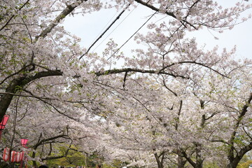 Wakayama-jo Castle with Spring Cherry Blossom in Wakayama, Japan - 日本 和歌山県 春の和歌山城