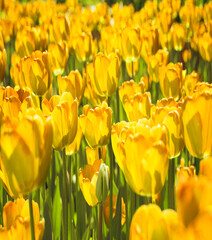 Obraz premium Field of bright tulip flowers