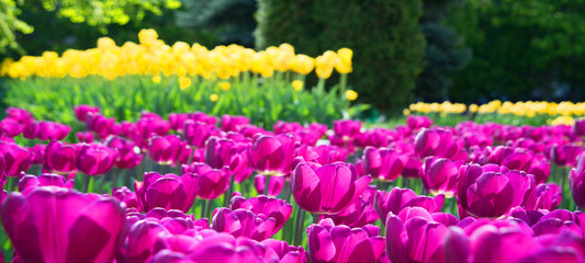 Field of bright tulip flowers