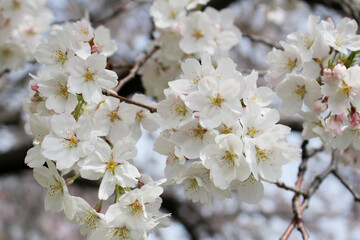 Closeup of cherry blossoms in full bloom background