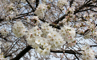 Closeup of cherry blossoms in full bloom background
