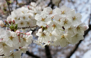 Obraz premium Closeup of cherry blossoms in full bloom background