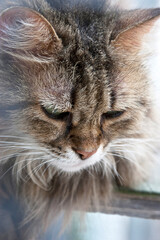 Porträt einer alten Langhaar Katze