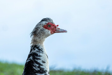 The face of a Muscovy duck also knows Pato-do-mato. Species Cairina moschata. Duck native to the Americas. Wild animals. Animal world.