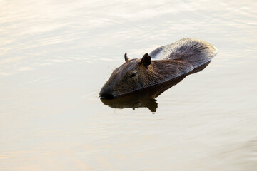 A capybara sunbathing on the edge of a lake. Species Hydrochoerus hydrochaeris. Wildlife. Cerrado Animal lover.