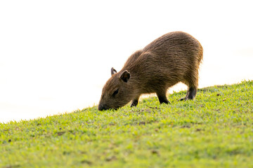 The capybara grazing grass. Species Hydrochoerus hydrochaeris. Wildlife. Cerrado Animal lover.