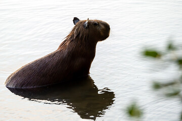 A capybara sunbathing on the edge of a lake. Species Hydrochoerus hydrochaeris. Wildlife. Cerrado...