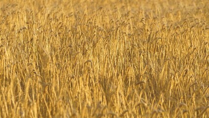 Golden dry wheat field waving on wind agriculture ripe farm harvest rural growth closeup. Yellow cereal seed stem barley cultivated bright crop countryside landscape mature grain autumn organic plant