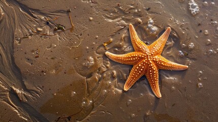 A starfish is resting on the sandy shore near the water, surrounded by terrestrial plants and animals. The natural landscape is peaceful, with the gesture of the starfish adding to the serene event