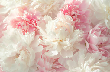 White beautiful peony flower background