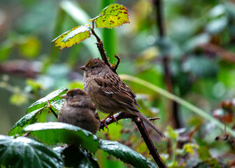 Golden-crowned Sparrow (Zonotrichia atricapilla) - Winter Charmer of the West Coast - Europe's Busy Woodpecker