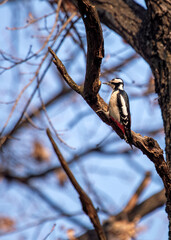 Great Spotted Woodpecker (Dendrocopos major) - Europe's Busy Woodpecker