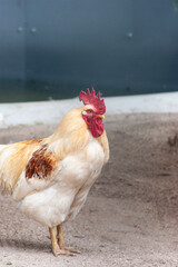 Porträt von einem schönen Hahn