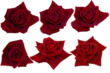 Six dark red velvet rose isolated on white background.Photo with clipping path.