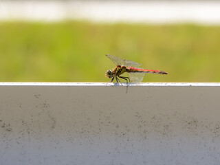 羽を休める赤とんぼ