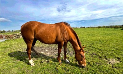 A sleek-coated brown horse, grazes in a lush green pasture under a partly cloudy sky, its legs marked with white, near Smithy Lane in Wilsden, UK.