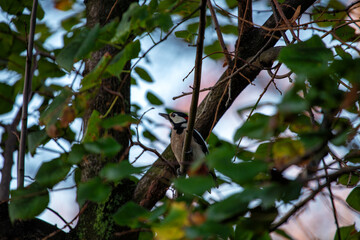Great Spotted Woodpecker (Dendrocopos major) - Europe's Busy Woodpecker