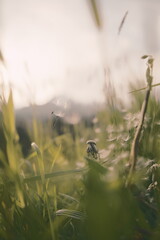 Frühlingsstimmung in Tirol