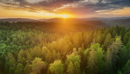 Nature's Canvas: Vibrant Sunset Casting a Glowing Light Over the Boundless Forest. Generative AI.