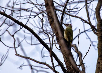 European Green Woodpecker (Picus viridis) - Forest Drummer of Europe and Asia