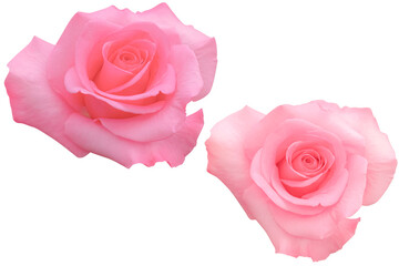 Two beautiful large pink roses blooming isolated on the white background.Photo with clipping path.